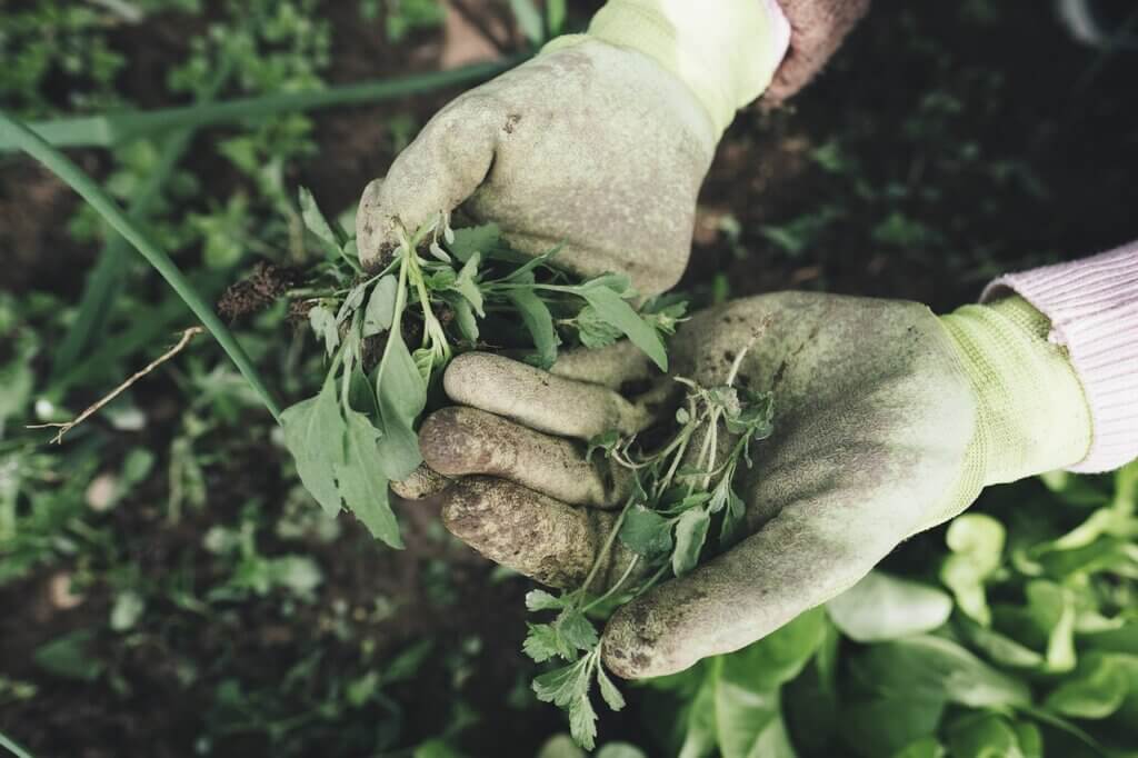 easy gardening for seniors