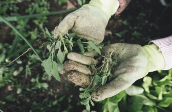 easy gardening for seniors