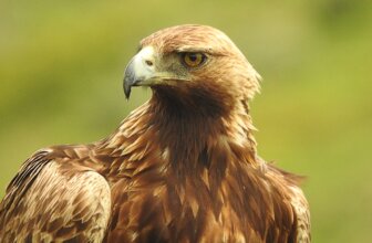 Birding Tours for Seniors: Discover Nature Safely and Comfortably